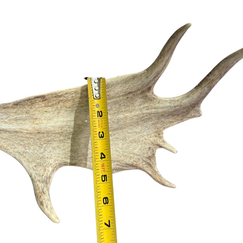 Large Fallow Deer Horns Size: 11x27x10 inches