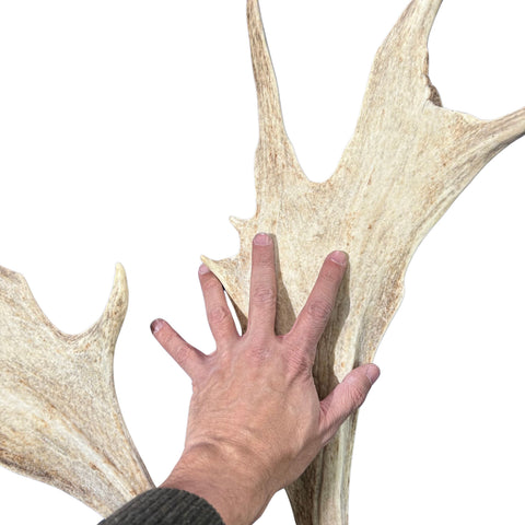Large Fallow Deer Horns Size: 11x27x10 inches