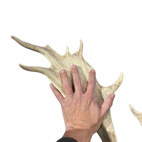 Large Fallow Deer Horns Size: 11x27x10 inches