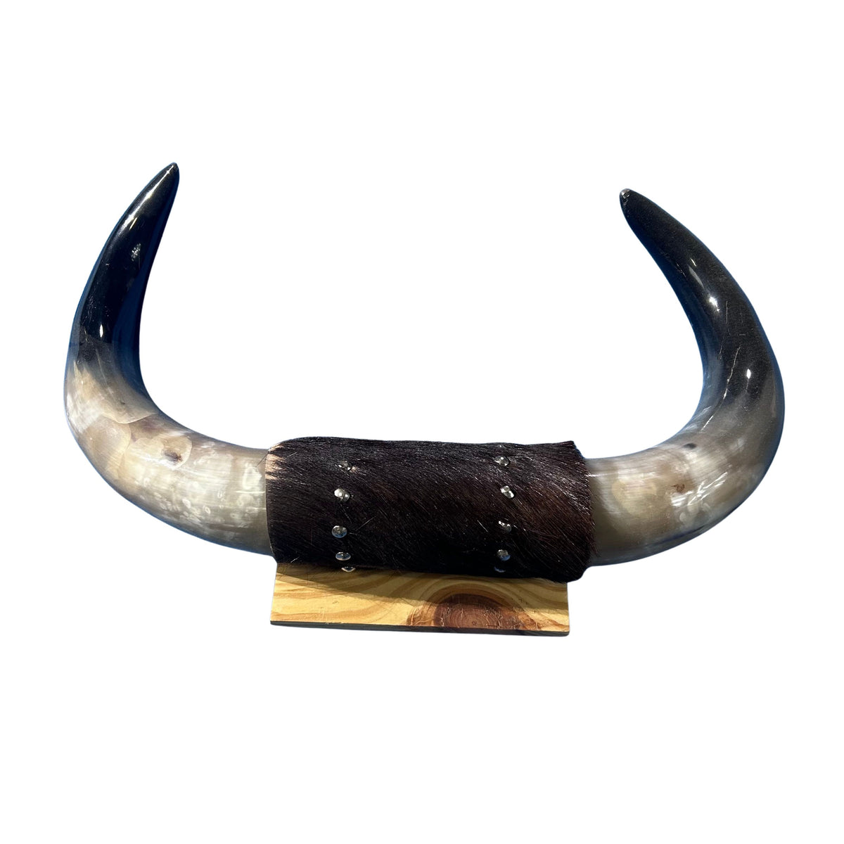 10 - 15 STEER Horns Cow Bull LONGHORN TAXDERMY Pars Polshed - Etsy 10 - 15 STEER Horns Cow Bull LONGHORN TAXDERMY Pars Polshed - Etsy