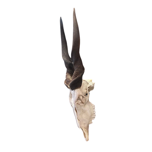 Eland Skull - Real African Antelope Horns and Skull- African Eland Cranium - 30"