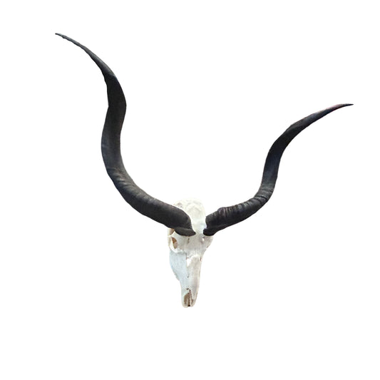 Real Kudu Skull - Real African Kudu Antelope Skull - Horns are 33.5" and 29.5"
