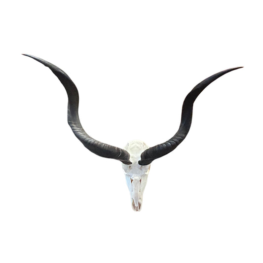Real Kudu Skull - Real African Kudu Antelope Skull - Horns are 33.5" and 29.5"