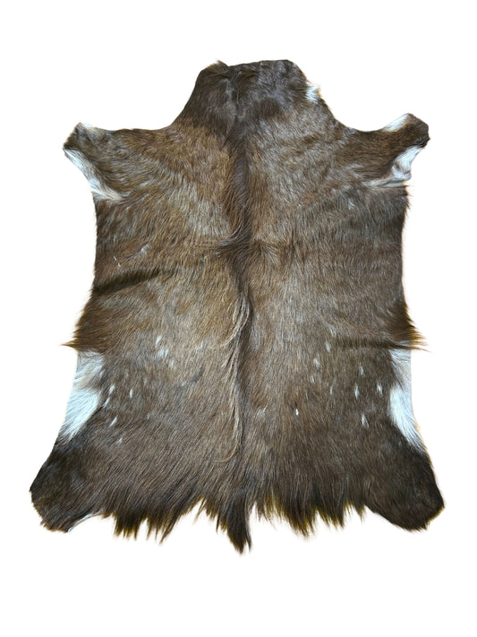 Bushbuck Skin Rug - Real Bushbuck Hide African Antelope Skin Size: 40x31" D-938