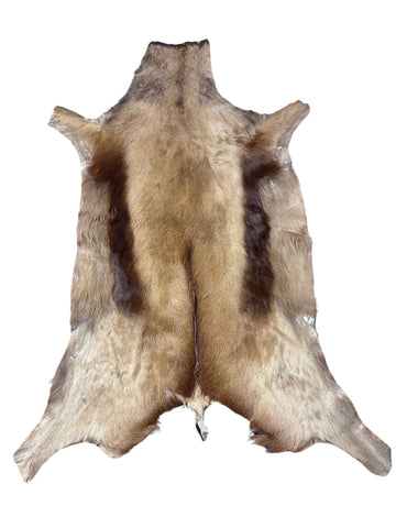 Copper Springbok Skin - Deer Leather Rug Deer skin for wallets, deer floor rug Naturally Copper Springbok Hide