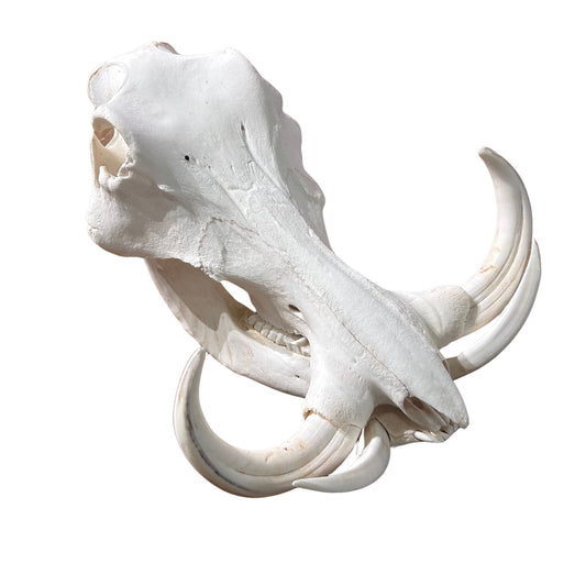African Warthog Skull - Real Trophy Warthog Skull About 15 X 11 X7" - 11" tusks