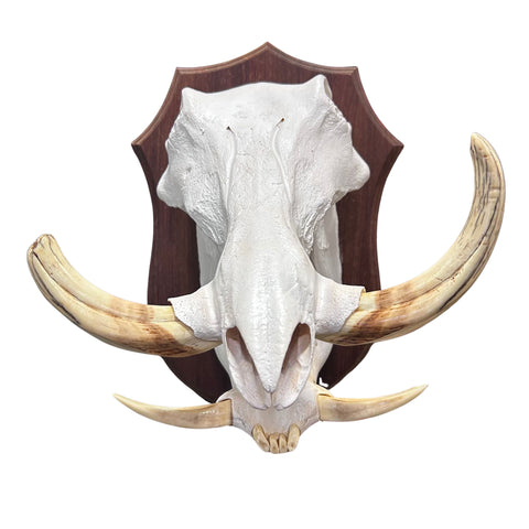 African Warthog Skull Real Skull on Wooden Shield About 15 X 11 X11" -8.5" tusk