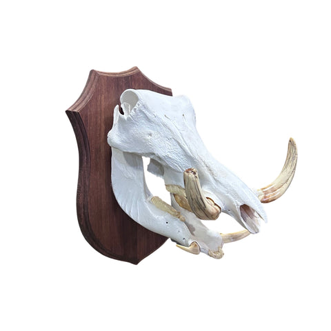 African Warthog Skull Real Skull on Wooden Shield About 15 X 11 X11" -8.5" tusk