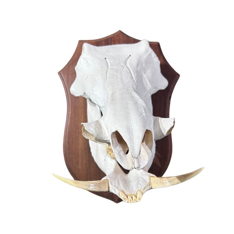 African Warthog Skull Real Skull on Wooden Shield About 15 X 11 X11" -8.5" tusk