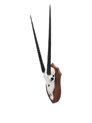 Oryx Skull - African Trophy Gemsbok Antelope Horn + Skull and Shield (30" horns)