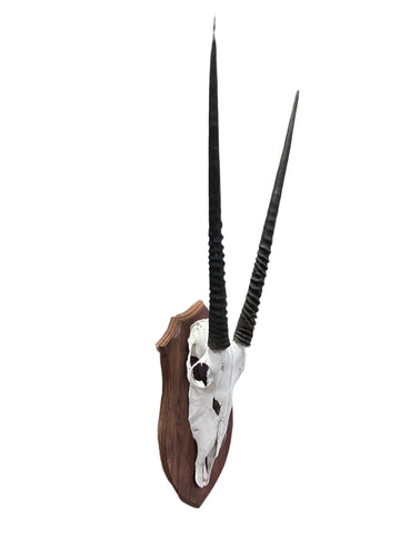 Oryx Skull - African Trophy Gemsbok Antelope Horn + Skull and Shield (30" horns)