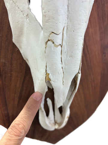 Oryx Skull - African Trophy Gemsbok Antelope Horn + Skull and Shield (30" horns)