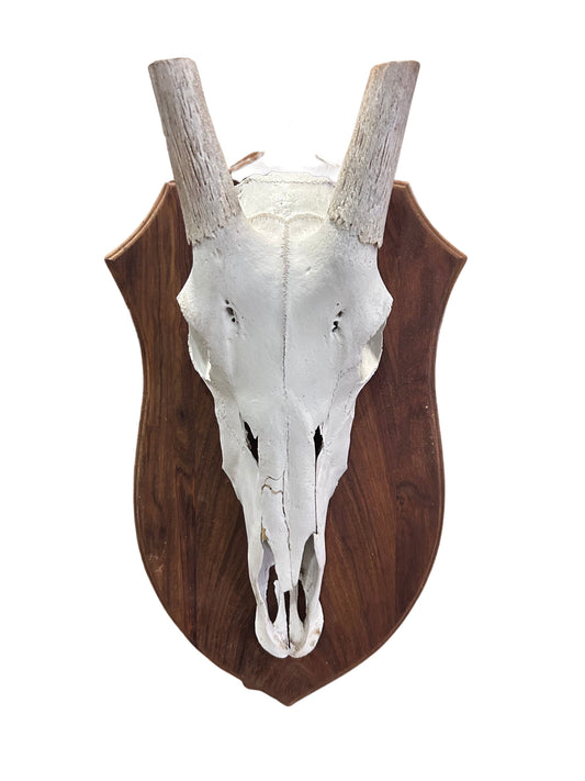 Oryx Skull - African Trophy Gemsbok Antelope Horn + Skull and Shield (30" horns)