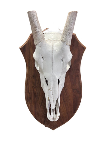 Oryx Skull - African Trophy Gemsbok Antelope Horn + Skull and Shield (30" horns)
