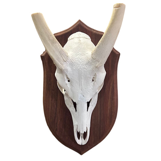 Real Bushbuck Skull - Bushbuck Antelope Skull- Size: 20 L X 6 W X 11 H"
