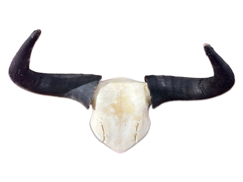 Gnu Skull , Wildebeest Skull, Mature Old Wildebeest Skull African Antelope Horns + Skull/ Gnu Skull / Blue Wildebeest Skull