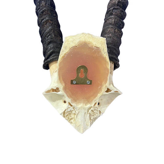 Real Oryx Skull African Wall Art Skull Taxidermy Man Gift Trophy Size Gemsbok Skull 32" horns Wall Art Antelope Skull Taxidermy for Man Cave