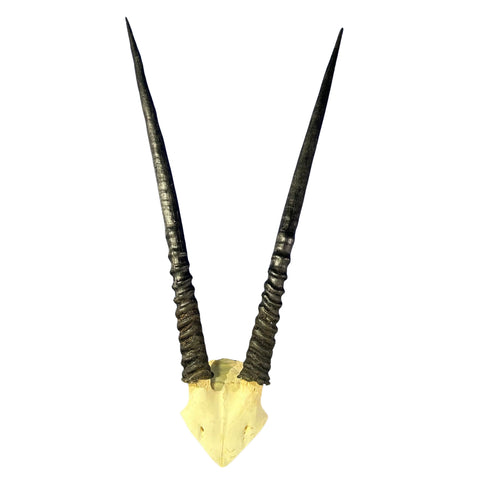 Real Oryx Skull African Wall Art Skull Taxidermy Man Gift Trophy Size Gemsbok Skull 32" horns Wall Art Antelope Skull Taxidermy for Man Cave