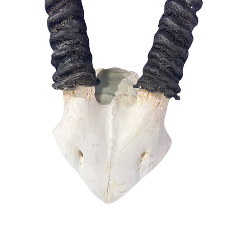 Real Oryx Skull African Wall Art Skull Taxidermy Man Gift Trophy Size Gemsbok Skull 32" horns Wall Art Antelope Skull Taxidermy for Man Cave