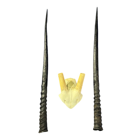 Real Oryx Skull African Wall Art Skull Taxidermy Man Gift Trophy Size Gemsbok Skull 32" horns Wall Art Antelope Skull Taxidermy for Man Cave