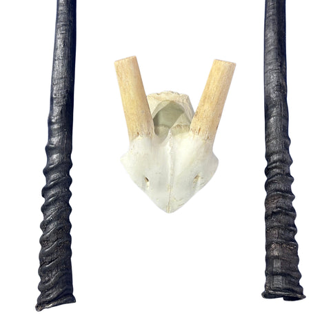 Real Oryx Skull African Wall Art Skull Taxidermy Man Gift Trophy Size Gemsbok Skull 32" horns Wall Art Antelope Skull Taxidermy for Man Cave