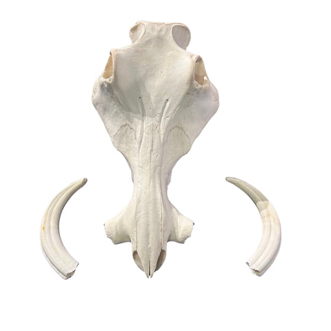 African Warthog Skull - Real Trophy Warthog Skull About 15 X 9 X9" - 8.5 " and 9" tusks