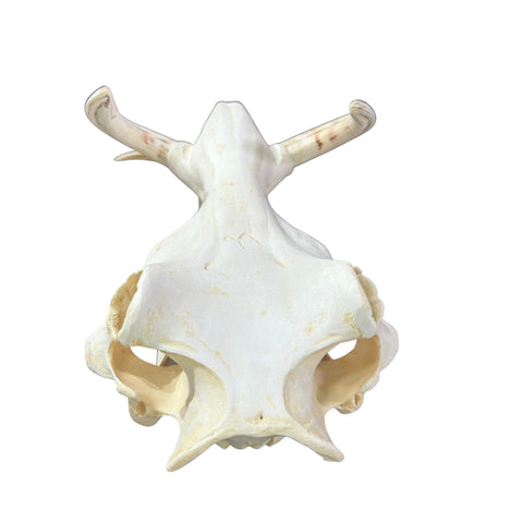 African Warthog Skull Real Wild Pig Natural Skull About 12 X 7 X7.7" - 6" tusk