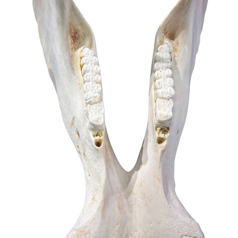 African Warthog Skull - Real Trophy Warthog Skull About 15 X 9 X9" - 8.5 " and 9" tusks