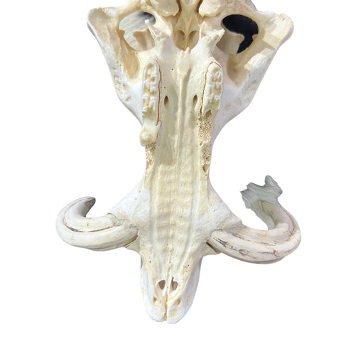 African Warthog Skull Real Wild Pig Natural Skull About 12 X 7 X7.7" - 6" tusk