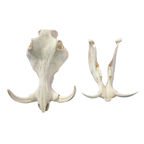 African Warthog Skull - Real Trophy Warthog Skull About 15 X 9 X9" - 8.5 " and 9" tusks