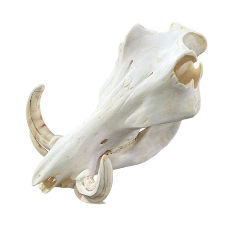 African Warthog Skull Real Wild Pig Natural Skull About 12 X 7 X7.7" - 6" tusk