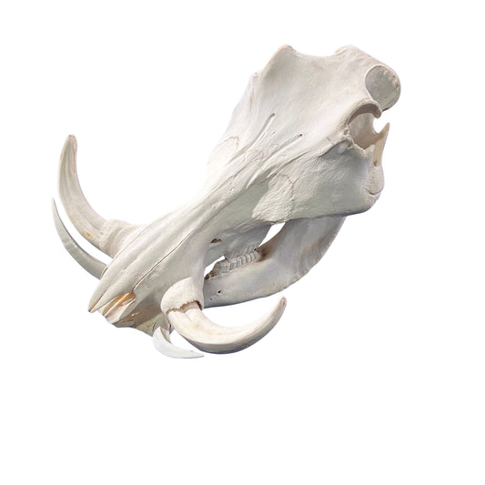 African Warthog Skull - Real Trophy Warthog Skull About 15 X 9 X9" - 8.5 " and 9" tusks