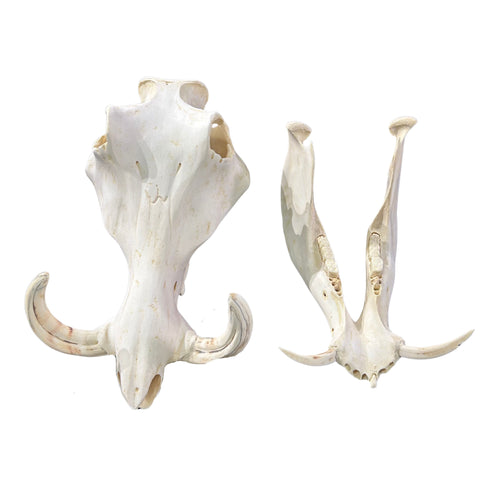 African Warthog Skull Real Wild Pig Natural Skull About 12 X 7 X7.7" - 6" tusk