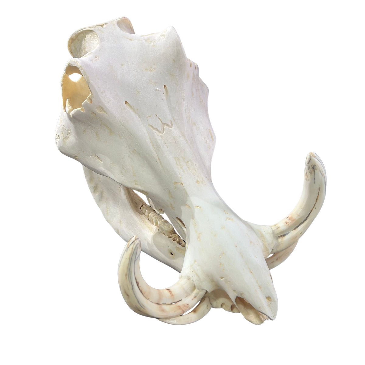 African Warthog Skull Real Wild Pig Natural Skull About 12 X 7 X7.7" - 6" tusk