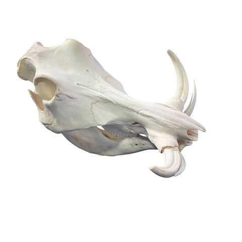 African Warthog Skull - Real Trophy Warthog Skull About 15 X 9 X9" - 8.5 " and 9" tusks