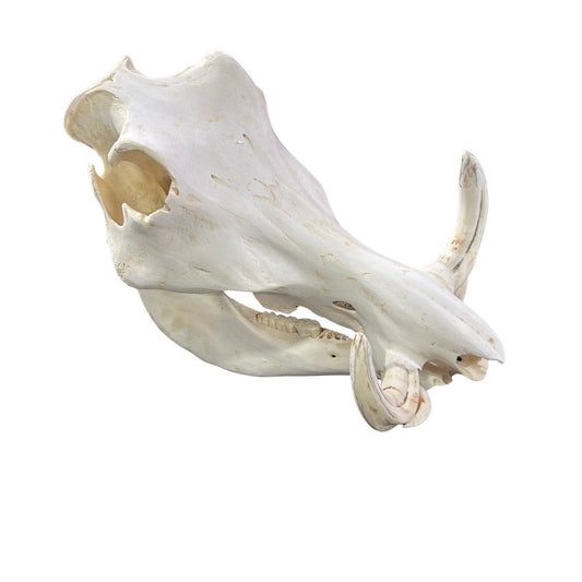 African Warthog Skull Real Wild Pig Natural Skull About 12 X 7 X7.7" - 6" tusk