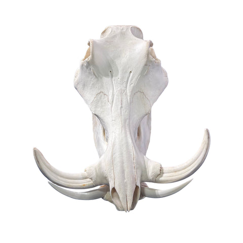 African Warthog Skull - Real Trophy Warthog Skull About 15 X 9 X9" - 8.5 " and 9" tusks