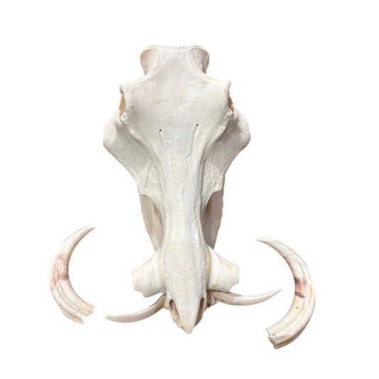 Real African Warthog Skull Size: About 15" X 11" X 7" Tusk 9.2" and 10.3" Tusks
