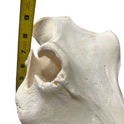 Real African Warthog Skull Size: About 15" X 11" X 7" Tusk 9.2" and 10.3" Tusks
