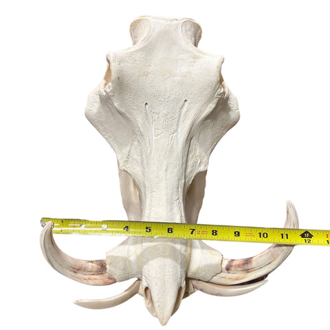 Real African Warthog Skull Size: About 15" X 11" X 7" Tusk 9.2" and 10.3" Tusks