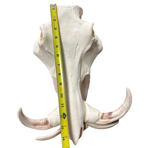 Real African Warthog Skull Size: About 15" X 11" X 7" Tusk 9.2" and 10.3" Tusks