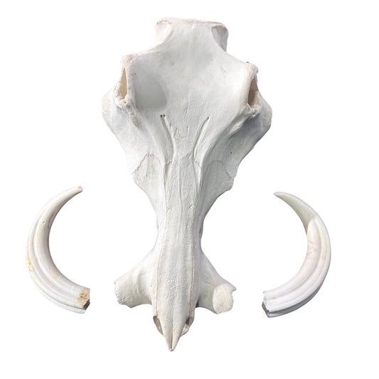 African Warthog Skull Real Wild Pig Skull - Size: About 15" X 12" X 8" Tusk 10"