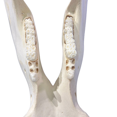 African Warthog Skull - Real Trophy Warthog Skull About 14 X 7 X7.5" - 7" tusks