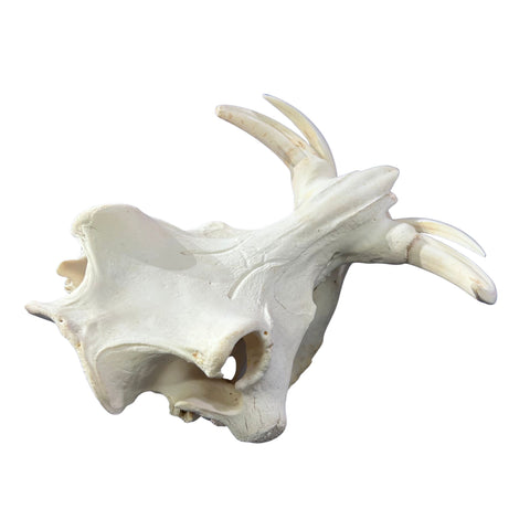 African Warthog Skull Real Wild Pig Skull - Size: About 14" X 12" X 8" Tusk 9"
