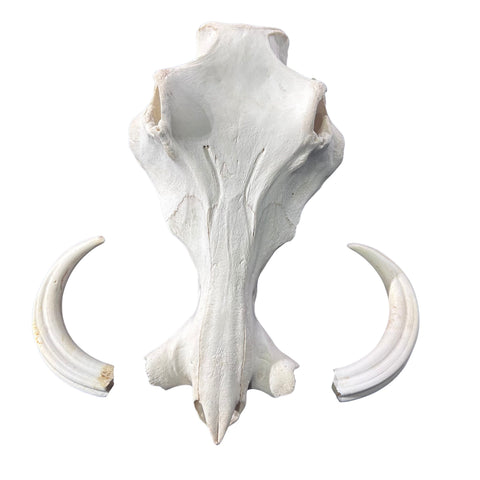 African Warthog Skull Real Wild Pig Skull - Size: About 15" X 12" X 8" Tusk 10"