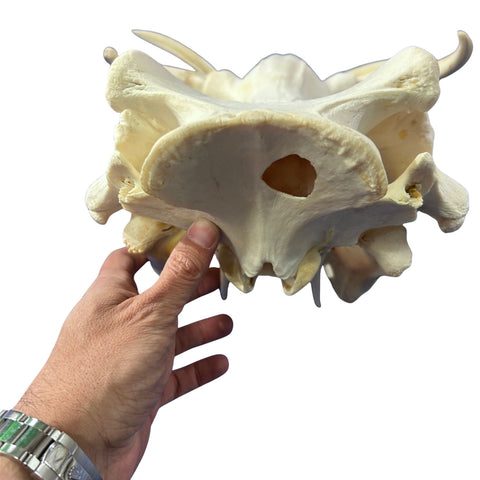 African Warthog Skull Real Wild Pig Skull - Size: About 14" X 12" X 8" Tusk 9"