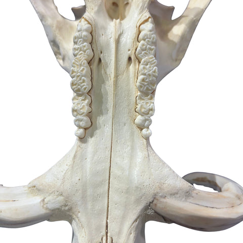 African Warthog Skull - Real Trophy Warthog Skull About 14 X 7 X7.5" - 7" tusks