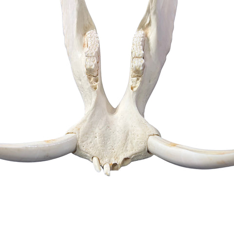 African Warthog Skull Real Wild Pig Skull - Size: About 15" X 12" X 8" Tusk 10"