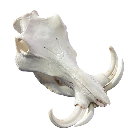 African Warthog Skull Real Wild Pig Skull - Size: About 14" X 12" X 8" Tusk 9"