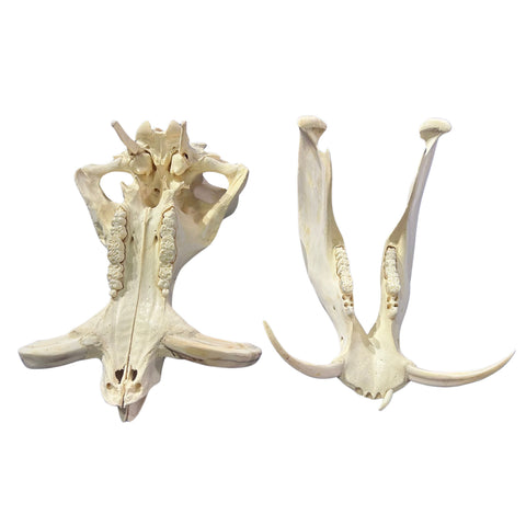African Warthog Skull - Real Trophy Warthog Skull About 14 X 7 X7.5" - 7" tusks